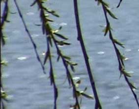 As a short movie - episodes can be recorded on DVD, VCD,  encoded for web downloading.